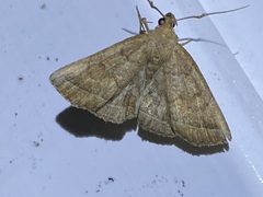 Zanclognatha jacchusalis