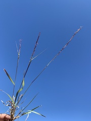 Bouteloua curtipendula