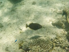 Sufflamen chrysopterum