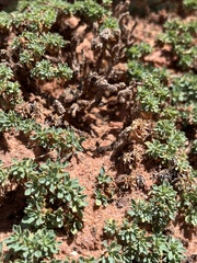 Petrophytum caespitosum