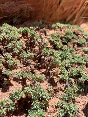 Petrophytum caespitosum