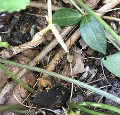 Acanthomyops