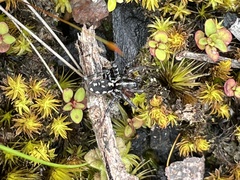 Nyssus coloripes