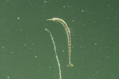 Syngnathus louisianae