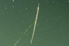 Syngnathus louisianae