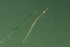 Syngnathus louisianae