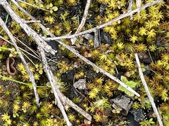 Nyssus coloripes