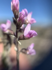 Astragalus hypoleucus