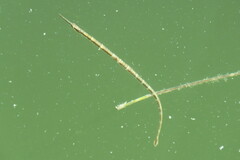 Syngnathus louisianae