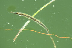 Syngnathus louisianae