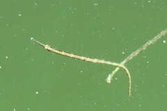 Syngnathus louisianae