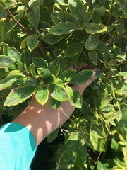 Rhododendron pilosum