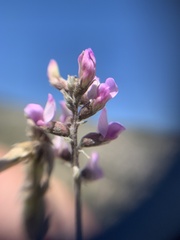 Astragalus hypoleucus