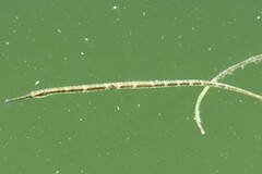Syngnathus louisianae