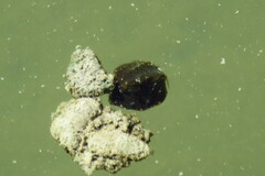 Acanthostracion quadricornis