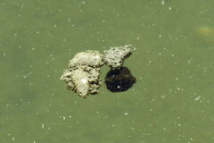 Acanthostracion quadricornis
