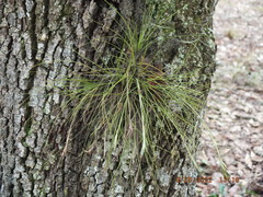 Tillandsia setacea