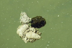 Acanthostracion quadricornis