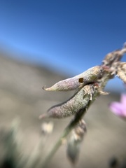Astragalus hypoleucus