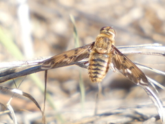 Poecilanthrax arethusa