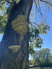 Trametes trogii