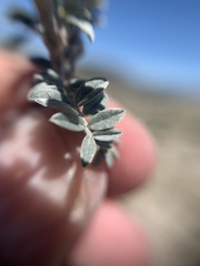 Astragalus hypoleucus