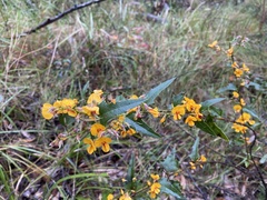 Podolobium ilicifolium