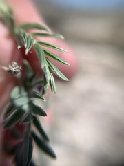 Astragalus hypoleucus