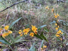 Podolobium ilicifolium