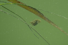 Chilomycterus schoepfii