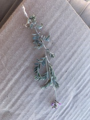 Astragalus hypoleucus