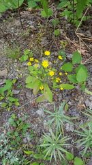 Hieracium amplexicaule