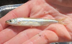 Notropis atherinoides