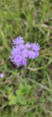 Ageratum corymbosum
