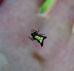 Micrathena plana