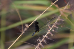 Erythrodiplax basifusca