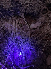 Serradigitus gertschi