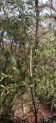 Hakea dactyloides