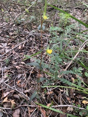 Hibbertia cunninghamii