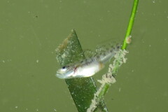 Microgobius gulosus