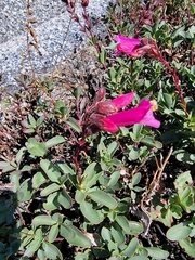Penstemon newberryi