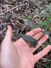 Hibbertia cunninghamii