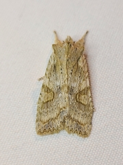 Lithophane bethunei