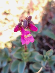 Penstemon newberryi