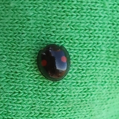 Chilocorus stigma