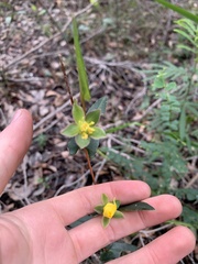Hibbertia cunninghamii