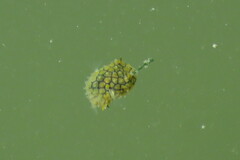 Chilomycterus schoepfii