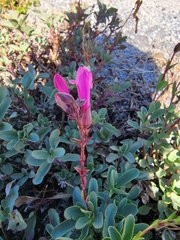 Penstemon newberryi