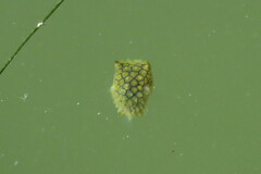 Chilomycterus schoepfii