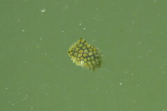 Chilomycterus schoepfii